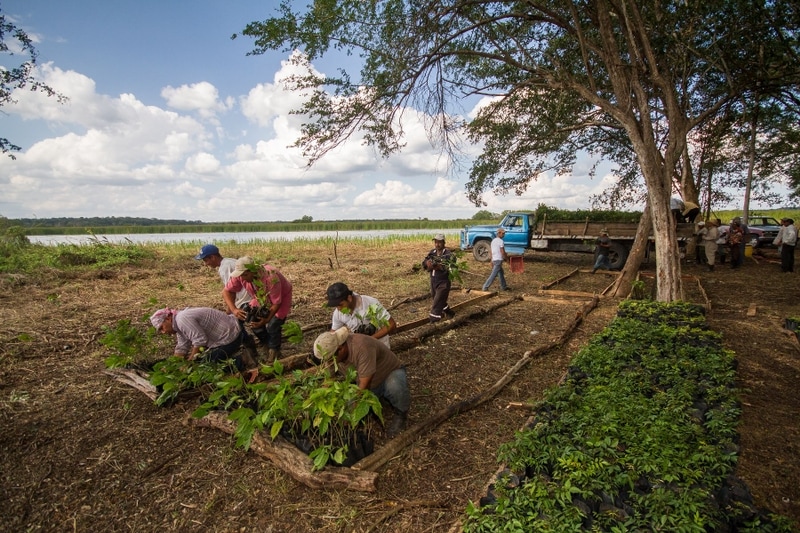 sustainable investing review tree invested interests